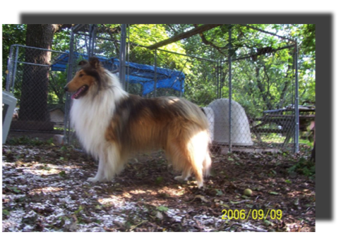 VanMUnderTheCorkTree Corky photo by DebraAmszi2006-09-09 Dealer in Millville NJ collies 239_g12it24.png